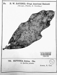 Septoria dryina image